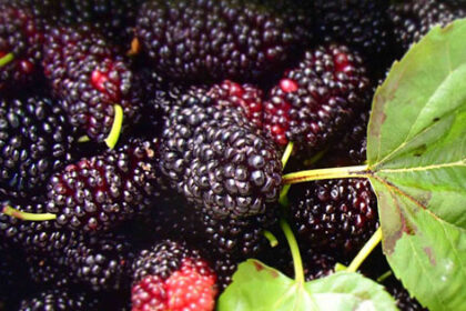 Manfaat Buah Mulberry untuk Kesehatan dan Kecantikan Kulit
