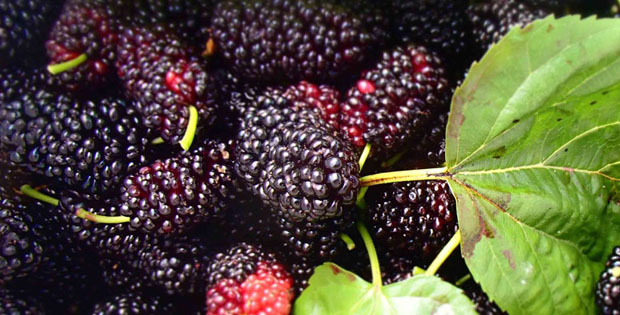 Manfaat Buah Mulberry untuk Kesehatan dan Kecantikan Kulit