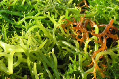 Manfaat Rumput Laut untuk Kecantikan Kulit